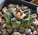 Нажмите на изображение для увеличения.

Название:	Ariocarpus_fissuratus_hintonii.jpg
Просмотров:	150
Размер:	212.1 Кб
ID:	348929