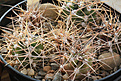Нажмите на изображение для увеличения.

Название:	Echinocereus_ triglochidiatus.jpg
Просмотров:	145
Размер:	236.5 Кб
ID:	348930