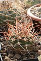 Нажмите на изображение для увеличения.

Название:	Gymnocalycium_coloradense_VG401.jpg
Просмотров:	151
Размер:	185.7 Кб
ID:	348931