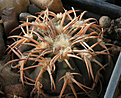 Нажмите на изображение для увеличения.

Название:	Gymnocalycium_spegazzinii_punillense_TOM06-81-1.jpg
Просмотров:	144
Размер:	201.7 Кб
ID:	348932