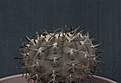 Нажмите на изображение для увеличения.

Название:	Gymnocalycium riojense piltziorum_17.10.14.JPG
Просмотров:	396
Размер:	215.7 Кб
ID:	348942