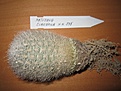 Нажмите на изображение для увеличения.

Название:	IMG_1359 (768 x 576).jpg
Просмотров:	716
Размер:	94.4 Кб
ID:	348985