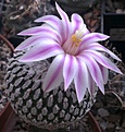 Нажмите на изображение для увеличения.

Название:	Turb. pseudopectinatus Laras.jpg
Просмотров:	219
Размер:	220.0 Кб
ID:	348988