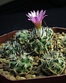 Нажмите на изображение для увеличения.

Название:	Turbinicarpus roseiflorus (2).JPG
Просмотров:	190
Размер:	172.9 Кб
ID:	349038