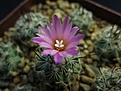 Нажмите на изображение для увеличения.

Название:	Turbinicarpus roseiflorus.JPG
Просмотров:	214
Размер:	147.3 Кб
ID:	349039