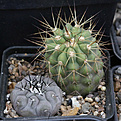 Нажмите на изображение для увеличения.

Название:	Copiapoa_hazeltoniana_albispina_PV2150.jpg
Просмотров:	284
Размер:	188.7 Кб
ID:	349042