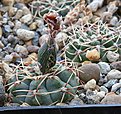 Нажмите на изображение для увеличения.

Название:	Gymnocalycium_baldianum_VG075.jpg
Просмотров:	378
Размер:	208.7 Кб
ID:	349098