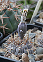 Нажмите на изображение для увеличения.

Название:	Gymnocalycium_bortii_nogolense_VG412.jpg
Просмотров:	412
Размер:	184.4 Кб
ID:	349099