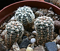 Нажмите на изображение для увеличения.

Название:	Gymnocalycium_carolinense_fedjukiniii_VG475.jpg
Просмотров:	408
Размер:	229.3 Кб
ID:	349100
