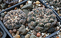 Нажмите на изображение для увеличения.

Название:	Gymnocalycium_kislingii_VG1037.jpg
Просмотров:	401
Размер:	227.6 Кб
ID:	349102