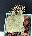 Нажмите на изображение для увеличения.

Название:	Pseudolithos cubiformis_11.14.JPG
Просмотров:	817
Размер:	101.5 Кб
ID:	349111