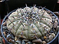 Нажмите на изображение для увеличения.

Название:	Gymnocalycium_riojense_VG347a_La_Dorana.jpg
Просмотров:	146
Размер:	231.8 Кб
ID:	349117