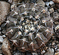 Нажмите на изображение для увеличения.

Название:	Gymnocalycium_riojense_paucispinum.jpg
Просмотров:	150
Размер:	200.4 Кб
ID:	349118