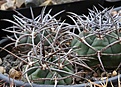 Нажмите на изображение для увеличения.

Название:	Gymnocalycium_acorrugatum_GN985a.jpg
Просмотров:	386
Размер:	184.3 Кб
ID:	349141