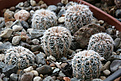 Нажмите на изображение для увеличения.

Название:	Gymnocalycium_gertii_VG707.jpg
Просмотров:	380
Размер:	208.9 Кб
ID:	349142