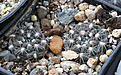 Нажмите на изображение для увеличения.

Название:	Gymnocalycium_nataliae_GN94.jpg
Просмотров:	416
Размер:	234.0 Кб
ID:	349143