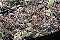 Нажмите на изображение для увеличения.

Название:	Gymnocalycium_pugionacanthum_STO928.jpg
Просмотров:	415
Размер:	211.9 Кб
ID:	349144