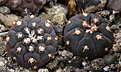 Нажмите на изображение для увеличения.

Название:	Gymnocalycium_spegazzinii_ungyispinum_SL044b.jpg
Просмотров:	151
Размер:	205.6 Кб
ID:	349145