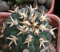 Нажмите на изображение для увеличения.

Название:	Gymnocalycium_spegazzinii_ungyispinum_cv.jpg
Просмотров:	122
Размер:	178.9 Кб
ID:	349146