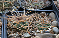 Нажмите на изображение для увеличения.

Название:	Gymnocalycium_cardenasianum_JO600.jpg
Просмотров:	135
Размер:	202.8 Кб
ID:	349174