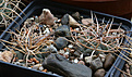 Нажмите на изображение для увеличения.

Название:	Gymnocalycium_cardenasianum_VS300.jpg
Просмотров:	119
Размер:	202.5 Кб
ID:	349175