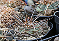Нажмите на изображение для увеличения.

Название:	Gymnocalycium_armatum_VG944_Paichu_2611m.jpg
Просмотров:	139
Размер:	180.1 Кб
ID:	349176