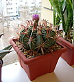 Нажмите на изображение для увеличения.

Название:	Ferocactus latispinus.jpg
Просмотров:	291
Размер:	195.0 Кб
ID:	349184