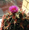 Нажмите на изображение для увеличения.

Название:	Ferocactus latispinus2.jpg
Просмотров:	292
Размер:	151.9 Кб
ID:	349185