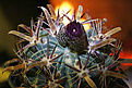 Нажмите на изображение для увеличения.

Название:	Ferocactus_latispinus.jpg
Просмотров:	133
Размер:	207.3 Кб
ID:	349228