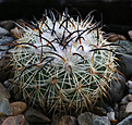 Нажмите на изображение для увеличения.

Название:	Coryphantha_pallida_CH154.jpg
Просмотров:	135
Размер:	199.0 Кб
ID:	349265