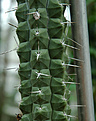 Нажмите на изображение для увеличения.

Название:	Rauhocereus_riosaniensis_v_jaenensis.jpg
Просмотров:	129
Размер:	92.5 Кб
ID:	349288