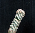 Нажмите на изображение для увеличения.

Название:	Echinocereus reichenbachii MAO-0005_6y_10.14.....JPG
Просмотров:	131
Размер:	96.6 Кб
ID:	349430