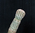 Нажмите на изображение для увеличения.

Название:	Echinocereus reichenbachii MAO-0005_6y_10.14.....JPG
Просмотров:	96
Размер:	96.6 Кб
ID:	349430