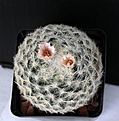 Нажмите на изображение для увеличения.

Название:	Mammillaria candida_11y_12.14.JPG
Просмотров:	134
Размер:	133.8 Кб
ID:	349452