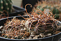Нажмите на изображение для увеличения.

Название:	Echinopsis_spec_L400.jpg
Просмотров:	154
Размер:	235.4 Кб
ID:	349512