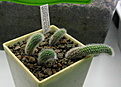 511MG Hildevintera colademononis 2013-03-19.jpg