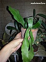 Нажмите на изображение для увеличения.

Название:	Epiphyllum.jpg
Просмотров:	497
Размер:	91.8 Кб
ID:	349587