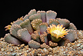 Нажмите на изображение для увеличения.

Название:	Titanopsis_hugo-schlechteri.jpg
Просмотров:	458
Размер:	233.2 Кб
ID:	349615
