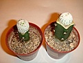 Нажмите на изображение для увеличения.

Название:	mammillaria_herrerea.JPG
Просмотров:	391
Размер:	37.3 Кб
ID:	349616