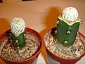 Нажмите на изображение для увеличения.

Название:	mammillaria herrerea.JPG
Просмотров:	390
Размер:	40.5 Кб
ID:	349617