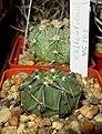 Нажмите на изображение для увеличения.

Название:	Gymnocalycium ochoterenae subsp. vatteri 1.jpg
Просмотров:	392
Размер:	184.9 Кб
ID:	349620