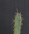 Нажмите на изображение для увеличения.

Название:	Eriocereus pomanensis_4.7 .14.JPG
Просмотров:	317
Размер:	211.5 Кб
ID:	349634