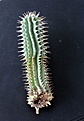 Нажмите на изображение для увеличения.

Название:	Hoodia parviflora_12.14.JPG
Просмотров:	522
Размер:	67.5 Кб
ID:	349721