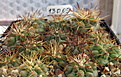 Нажмите на изображение для увеличения.

Название:	COPIAPOA eremophila RUS-23.jpg
Просмотров:	149
Размер:	243.5 Кб
ID:	349782