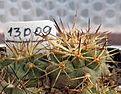 Нажмите на изображение для увеличения.

Название:	COPIAPOA eremophila RUS-23...jpg
Просмотров:	150
Размер:	163.7 Кб
ID:	349783