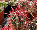 Нажмите на изображение для увеличения.

Название:	Ferocactus gracilis.jpg
Просмотров:	2415
Размер:	236.8 Кб
ID:	349786
