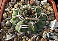Нажмите на изображение для увеличения.

Название:	Gymnocalycium catamarcense STO-135.jpg
Просмотров:	403
Размер:	236.7 Кб
ID:	349804