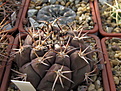 Нажмите на изображение для увеличения.

Название:	Gymnocalycium nazvanie zabyl.jpg
Просмотров:	452
Размер:	192.6 Кб
ID:	349805