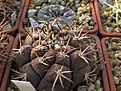 Нажмите на изображение для увеличения.

Название:	Gymnocalycium nazvanie zabyl.jpg
Просмотров:	431
Размер:	192.6 Кб
ID:	349805