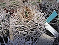 Нажмите на изображение для увеличения.

Название:	gymnocalycium ferox.jpg
Просмотров:	392
Размер:	84.2 Кб
ID:	349876